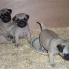 Image pour l'annonce Chiots type carlin