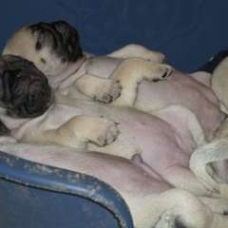 Image pour l'annonce Chiots type carlin