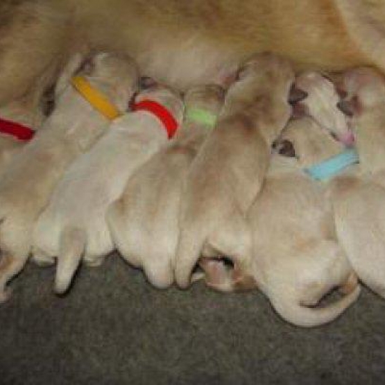 Image pour l'annonce Magnifiques Chiots Golden Retriever Pure Race