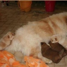 Image pour l'annonce Magnifiques Chiots Chow Chow Pure Race