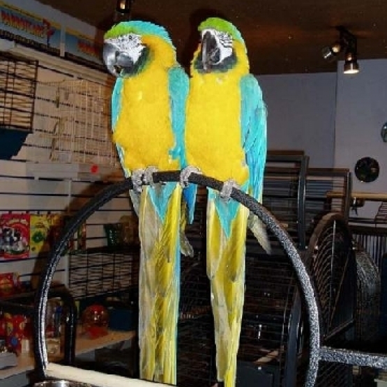Image pour l'annonce Extraordinaire Jeune Couple de Perroquets Aras Eam Parleurs