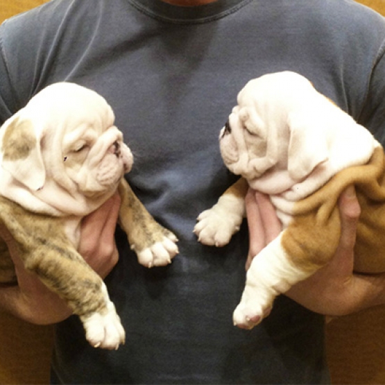 Image pour l'annonce beaux chiots bulldog anglais disponibles