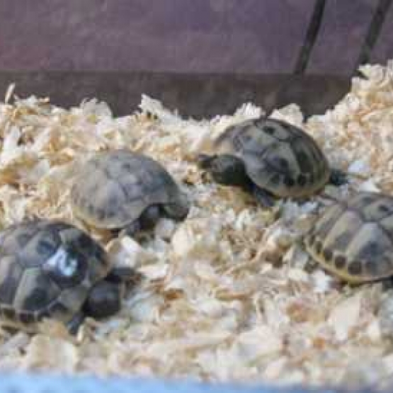 Image pour l'annonce Superbes Tortues terrestres Hermann Testudo Hermanni Hermanni