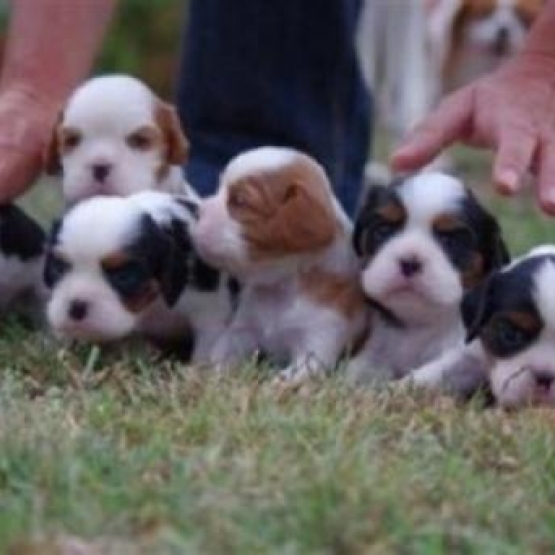 Image pour l'annonce Adorables Chiots Cavalier King Charles Pure Race