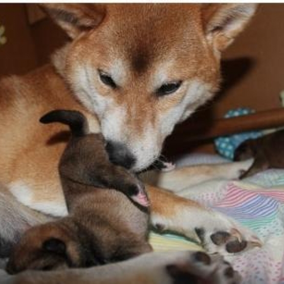Image pour l'annonce Sublimes Chiots Shiba Inu Pure Race