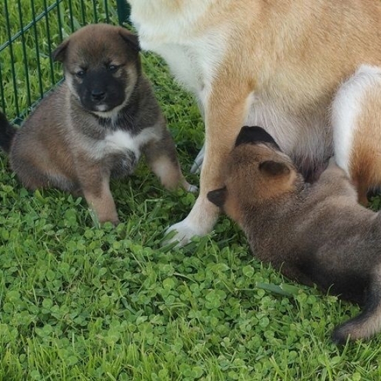 Image pour l'annonce Sublimes Chiots Shiba Inu Pure Race