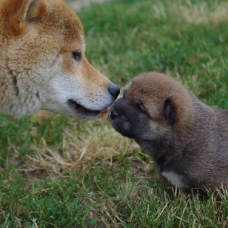 Image pour l'annonce Sublimes Chiots Shiba Inu Pure Race