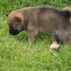 Image pour l'annonce Sublimes Chiots Shiba Inu Pure Race