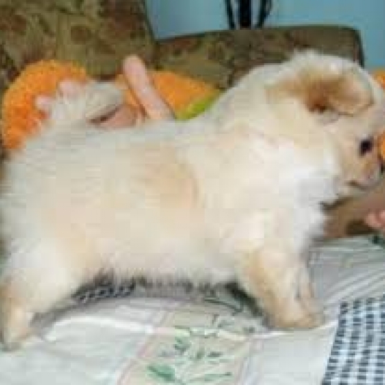 Image pour l'annonce Magnifique  chiot type -Chihuahua  femelle  non LOF
