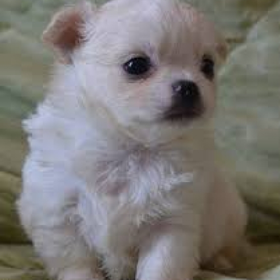 Image pour l'annonce Magnifique  chiot type -Chihuahua  femelle  non LOF
