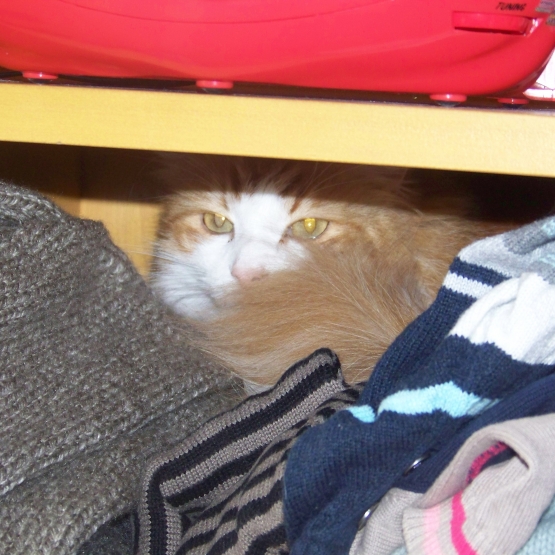 Image pour l'annonce donne superbe chat.
