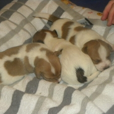 Image pour l'annonce vend  jack  russel