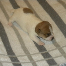 Image pour l'annonce vend  jack  russel