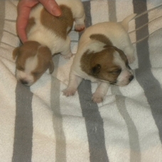 Image pour l'annonce vend  jack  russel