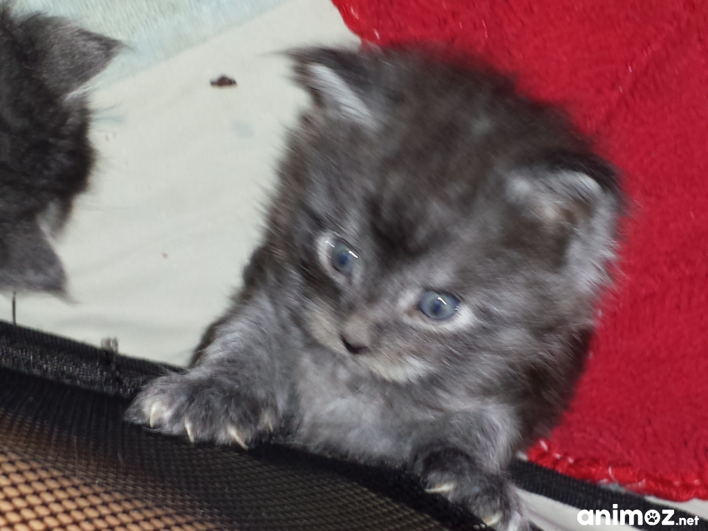 Maine coon non LOOF sur
