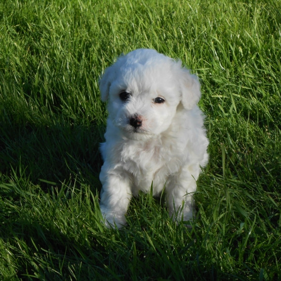 Image pour l'annonce bichons a poils frisés