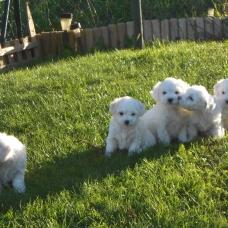 Image pour l'annonce bichons a poils frisés