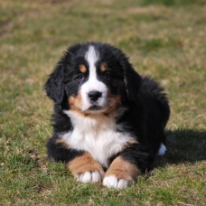 Image pour l'annonce Adoption de mes adorables chiots bouvier bernois