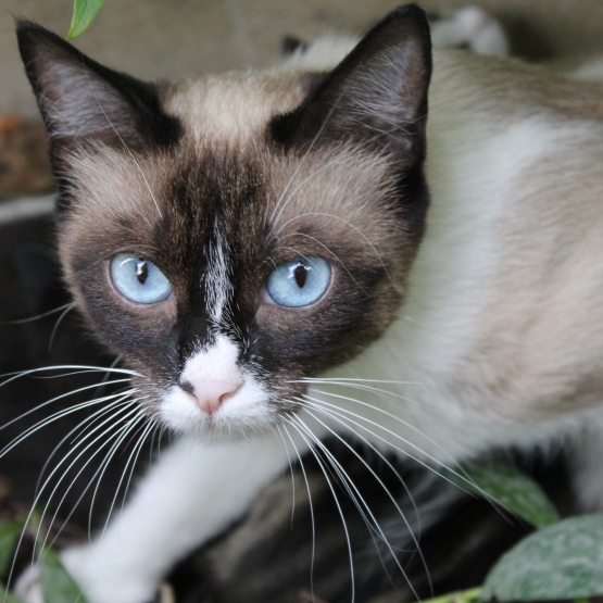 Image pour l'annonce donne chatte et ses chatons