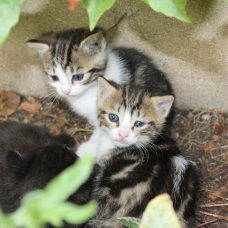 Image pour l'annonce donne chatte et ses chatons