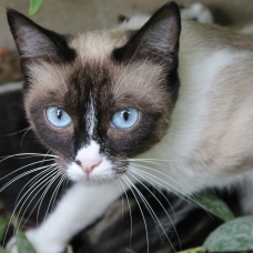 Image pour l'annonce donne chatte et ses chatons