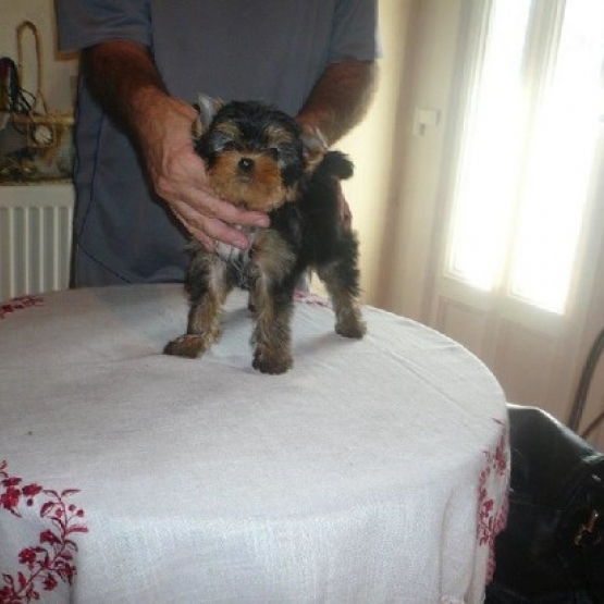 Image pour l'annonce donne adorable chiot Yorkshire Terrier mâle