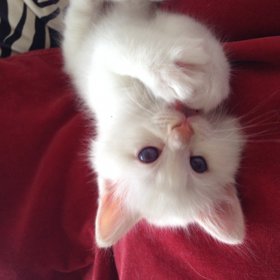 Image pour l'annonce Chaton Sacré de Birmanie LOOF
