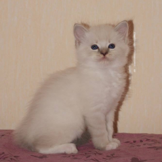 Image pour l'annonce chaton ragdoll LOOF