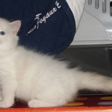 Image pour l'annonce chaton ragdoll LOOF