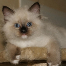 Image pour l'annonce chaton ragdoll LOOF
