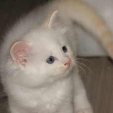 Image pour l'annonce chaton ragdoll LOOF