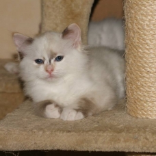 Image pour l'annonce chaton ragdoll LOOF