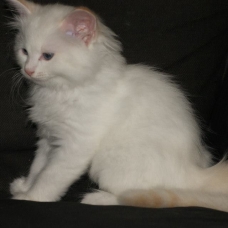 Image pour l'annonce chaton ragdoll LOOF