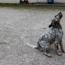 Image pour l'annonce vends setter anglais