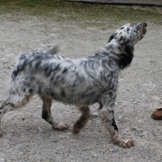 Image pour l'annonce vends setter anglais