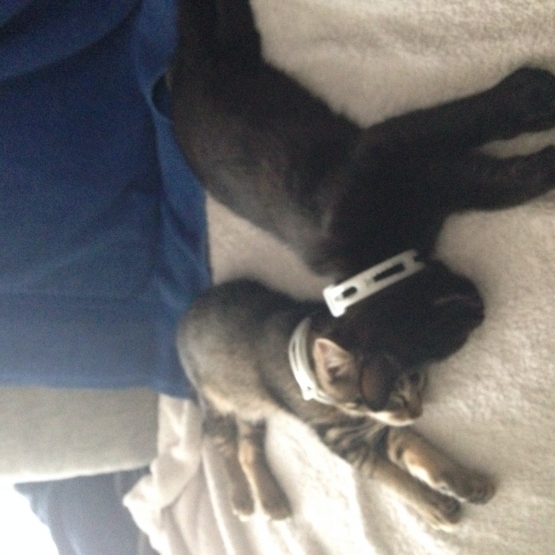 Image pour l'annonce Chatons de 4 mois