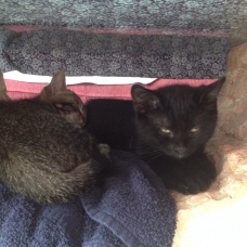 Image pour l'annonce Chatons de 4 mois