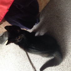 Image pour l'annonce Chatons de 4 mois
