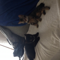 Image pour l'annonce Chatons de 4 mois