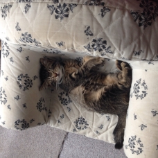 Image pour l'annonce Chatons de 4 mois