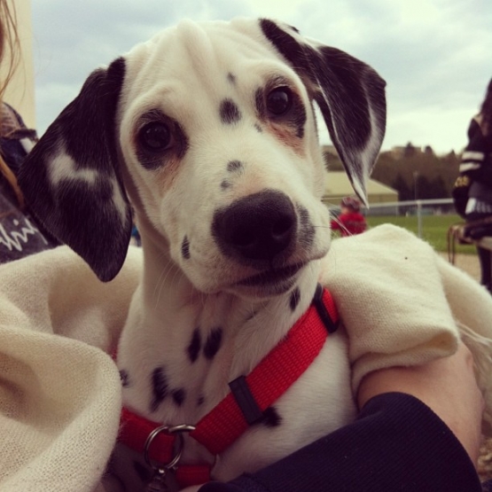 Image pour l'annonce Chiots dalmatien pour début octobre