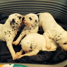 Image pour l'annonce Chiots dalmatien pour début octobre