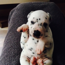 Image pour l'annonce Chiots dalmatien pour début octobre