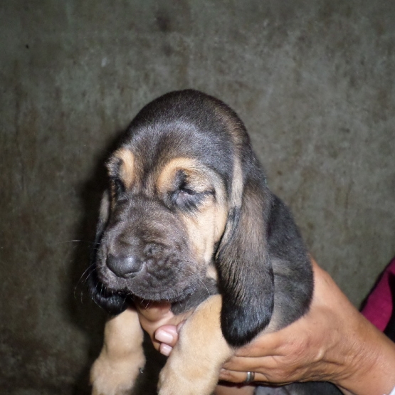 Image pour l'annonce vend chiots st Hubert
