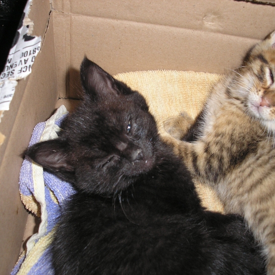 Image pour l'annonce Donne petits chatons