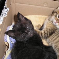 Image pour l'annonce Donne petits chatons