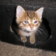 Image pour l'annonce Donne petits chatons