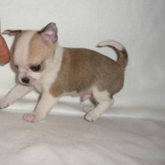 Image pour l'annonce chiot chihuahua poils courts blanc-beige
