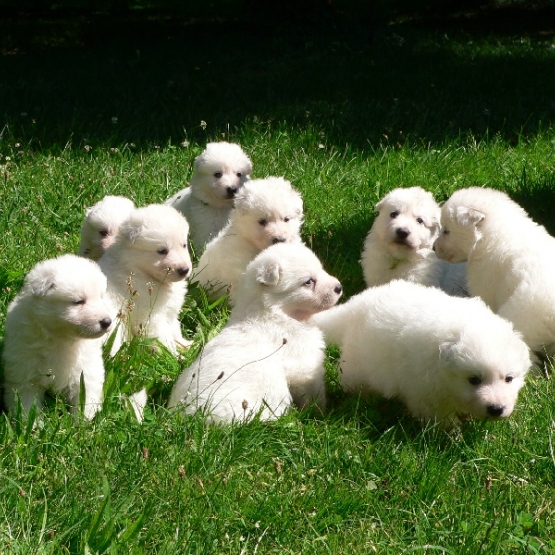 Image pour l'annonce Extraordinaires Chiots Berger Blanc Suisse Pure Race