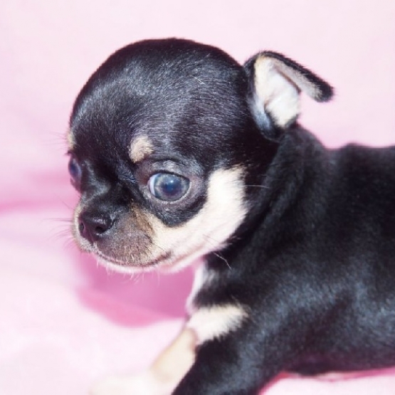 Image pour l'annonce Superbes Chiots Chihuahua Pure Race Poils Courts Taille Standard